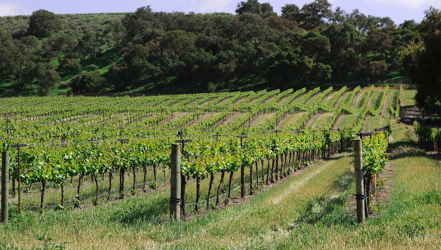 Vineyard in Santa Barbara County